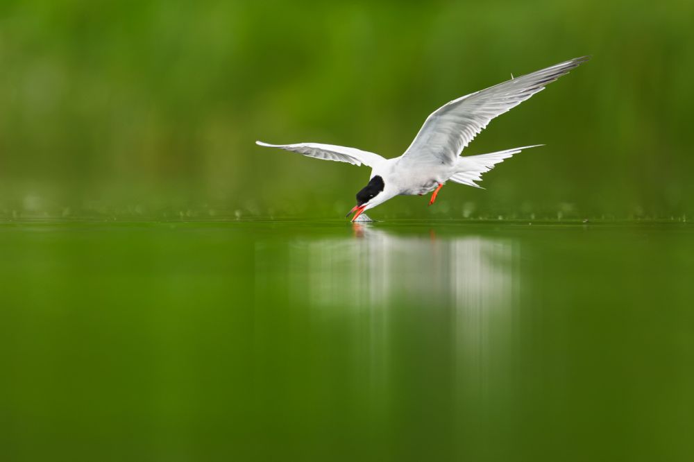 Graureiher im Flug