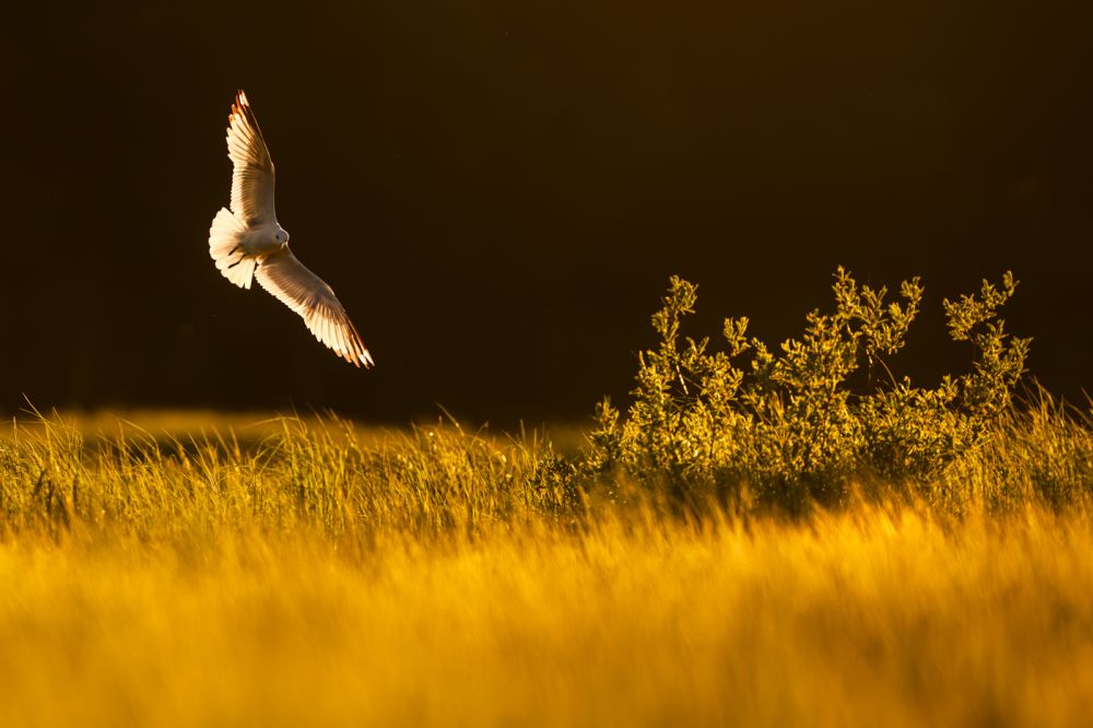 Graureiher im Flug