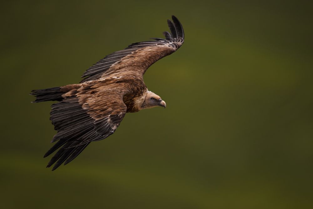 Beispielfotos mit dem Nikon Z 800mm f/6.3.