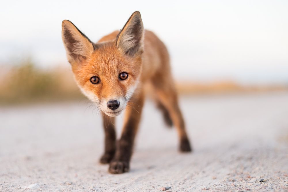 Ein junger Rotfuchs blickt neugierig in die Kamera.