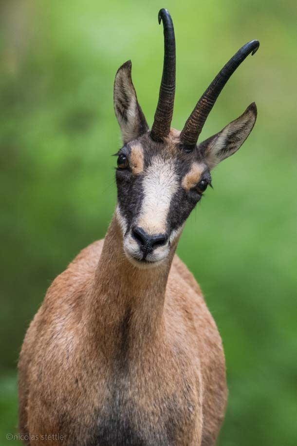 A male chamois in the Aletsch region