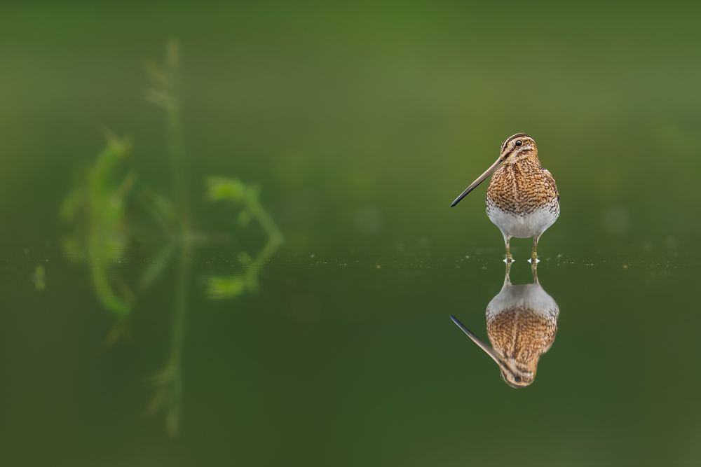 Ein Trauerschnäpper in einem dunklen Wald.