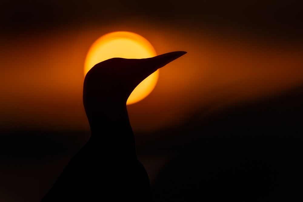Ein Lemming fotografiert mit dem NIkon Z 135 1.8 Plena.