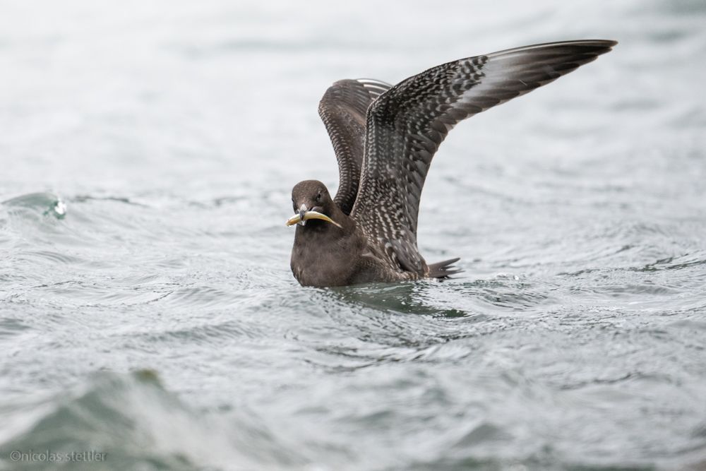 Eine Rohrweihe hat eine Maus am Boden gesehen und begibt sich in den Sturzflug.