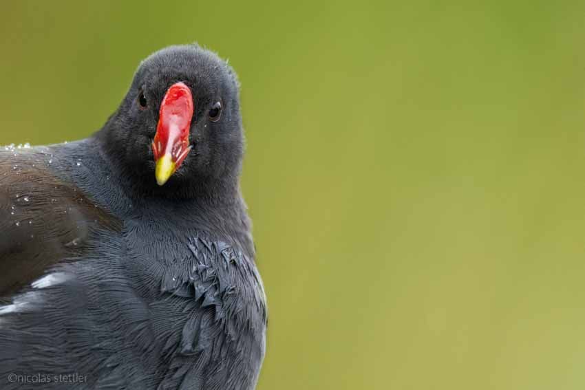Moorhen looks awkwardly in the camera.
