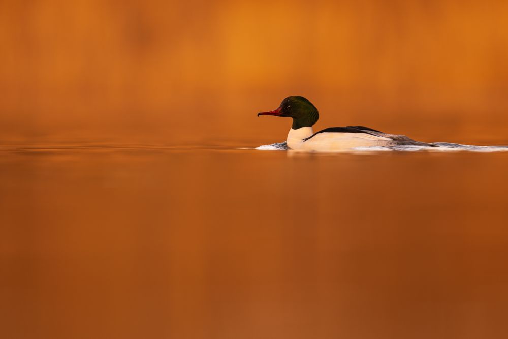 Ein Gänsesäger im Abendlicht, fotografiert mit der Nikon Z9.