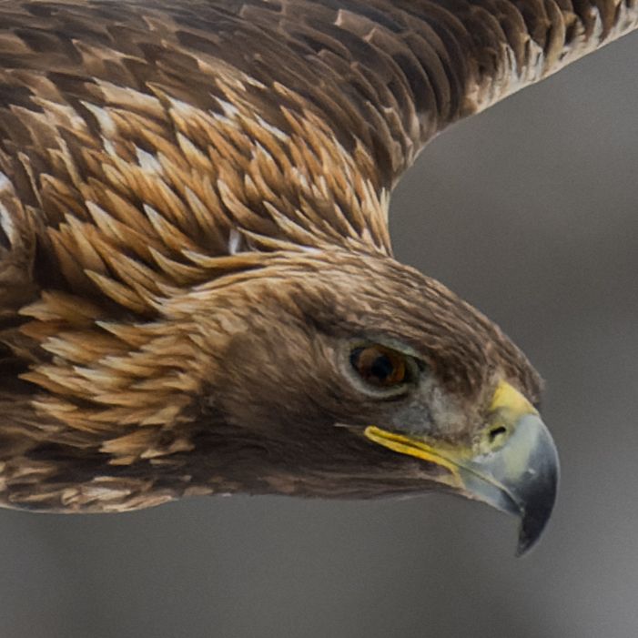 Knöpfe und Fokus- und Zoomring des Nikon Z 800mm f/6.3.