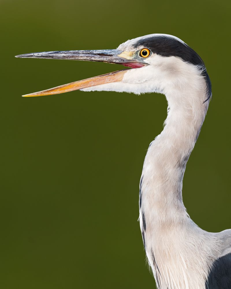 Zwei Kraniche vor Sonnenaufgang im Nebel.