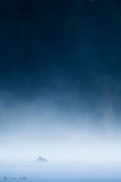 A tufted duck in fog in the Engadin at the Gravatscha lake.