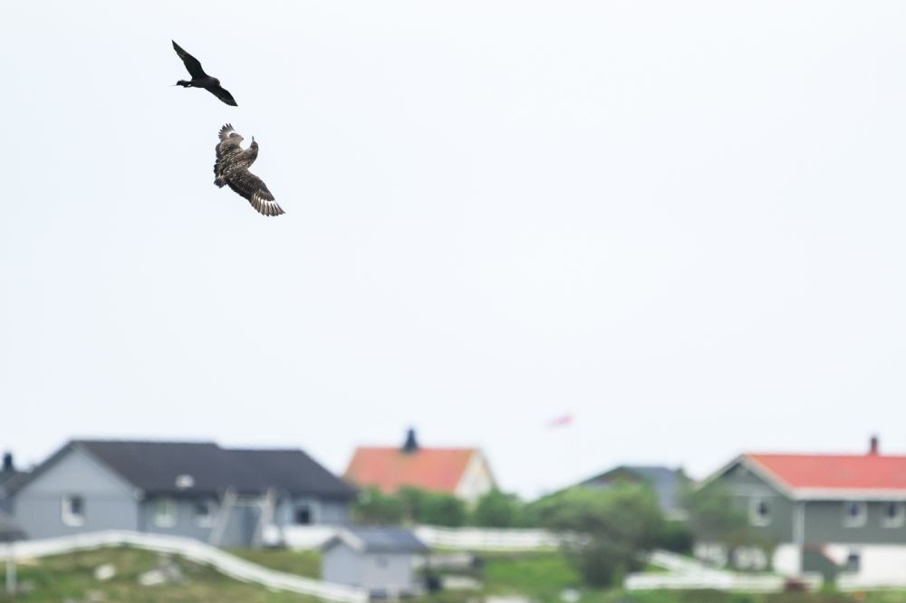 Graureiher im Flug