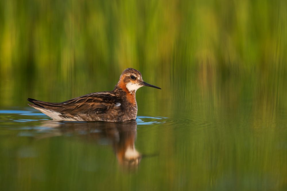Ein Odinshühnchen auf Røst vor grünem Hintergrund.