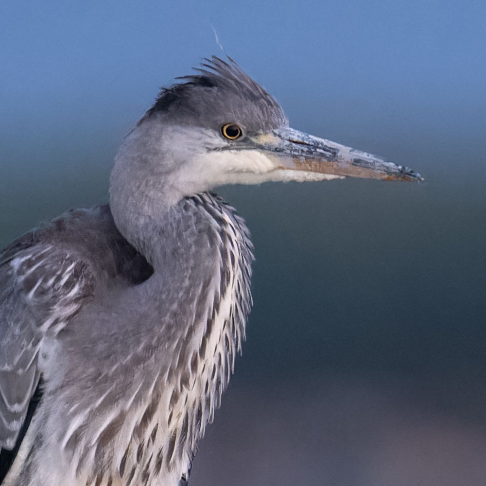 Knöpfe und Fokus- und Zoomring des Nikon Z 800mm f/6.3.