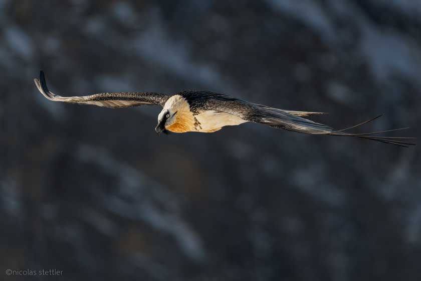 Bartgeier (Gypaetus barbatus) fliegt der Bergkante entlang.