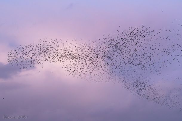 Eine grosse Starentruppe im Winter.