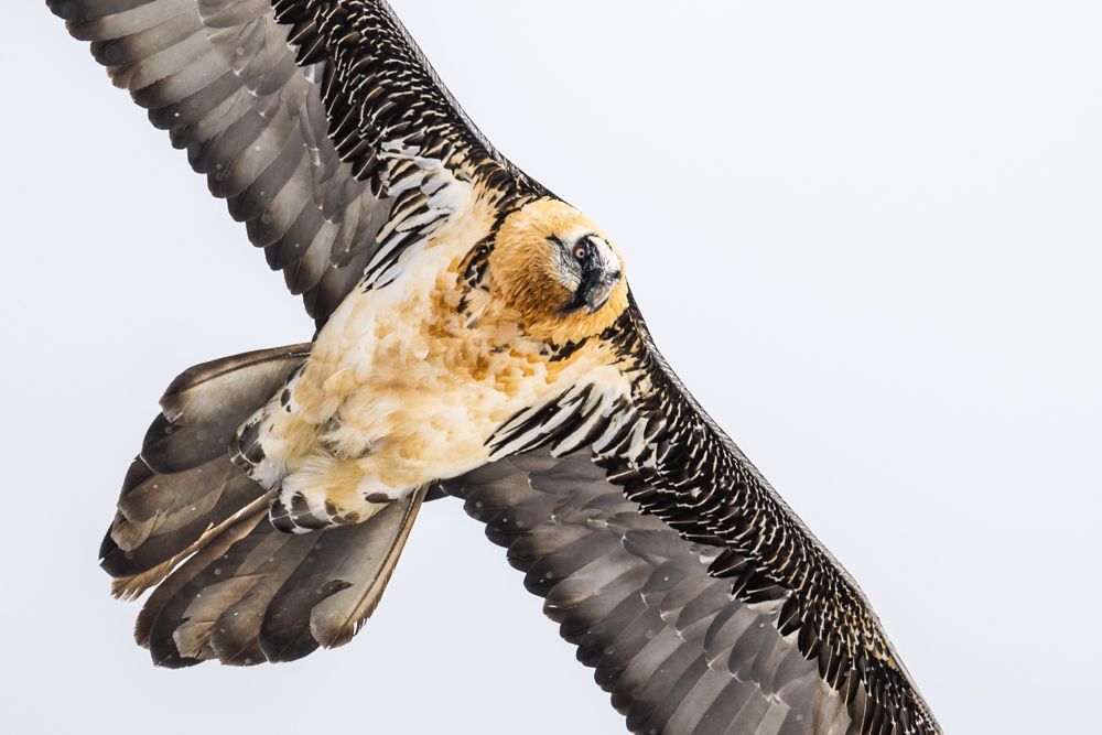 Ein Bartgeier fliegt über die Bergkante, fotografiert mit der Nikon Z9.