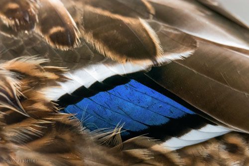 Flügelspiegel des Stockenten Weibchen
