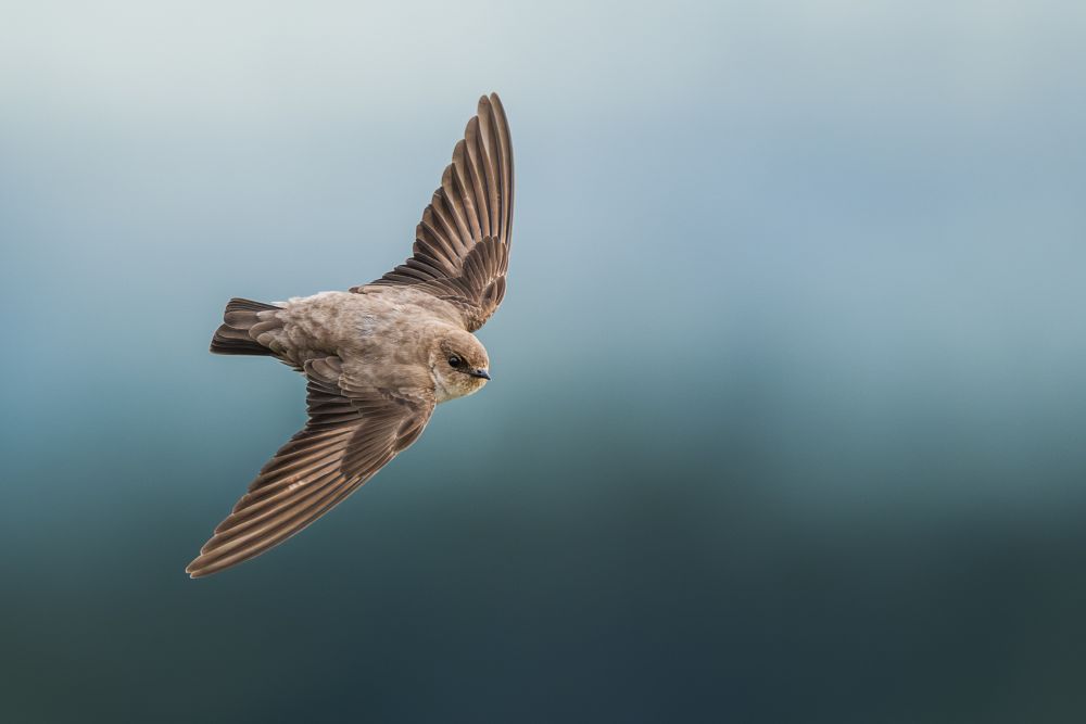 Graureiher im Flug