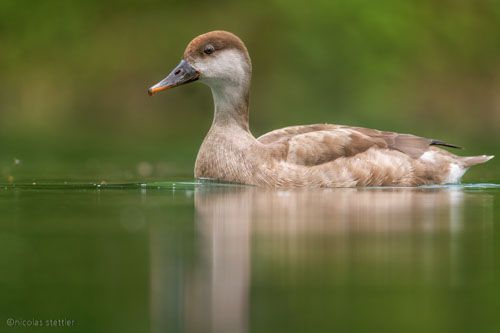 Bestimmung der weiblichen Kolbenente.