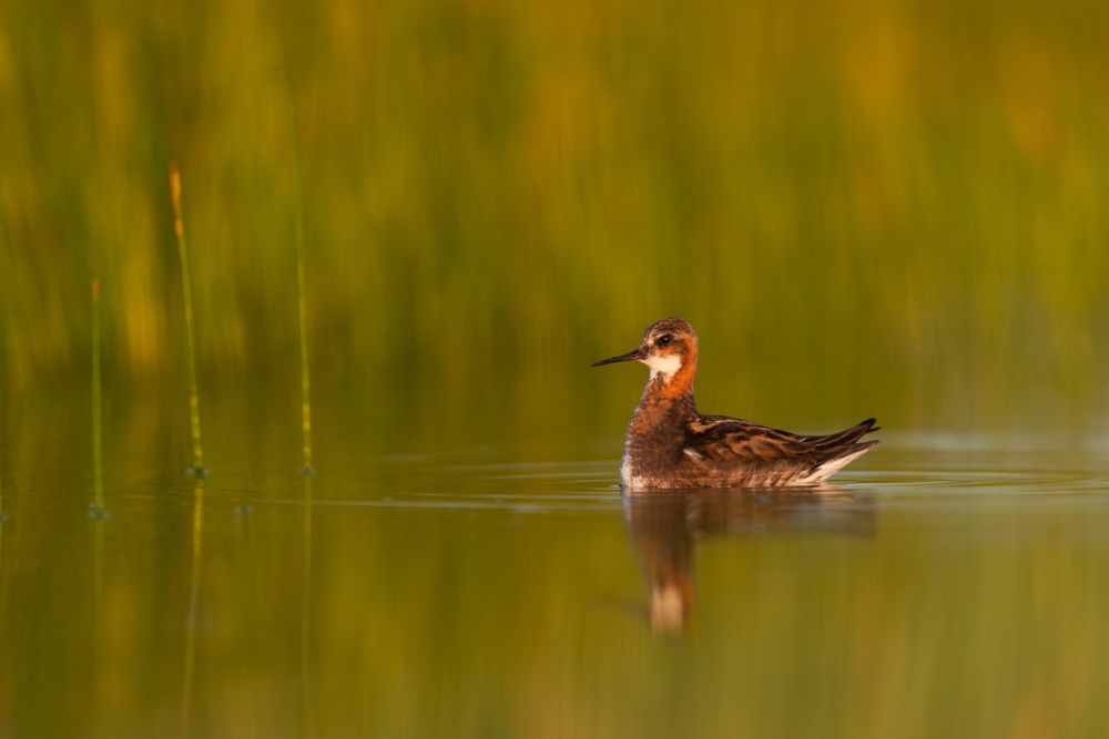 Ein Odinshühnchen auf Røst vor grünem Hintergrund.