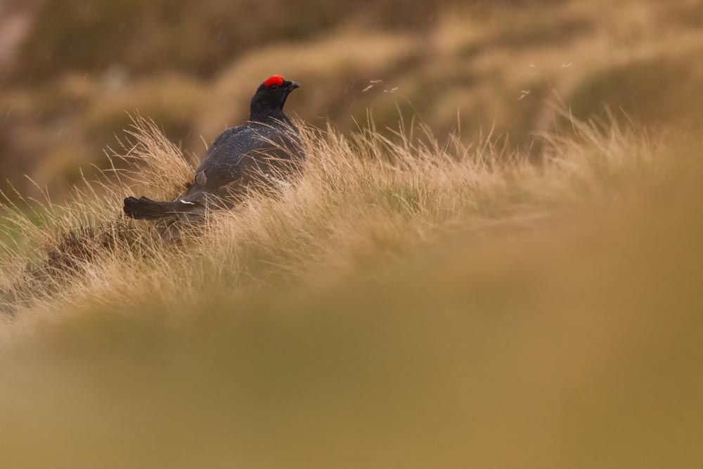 Ein Birkhahn bei der Herbstbalz.