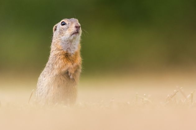 Beispielfotos von der Neusiedlersee Reise mit Birdingtours und Nikon.