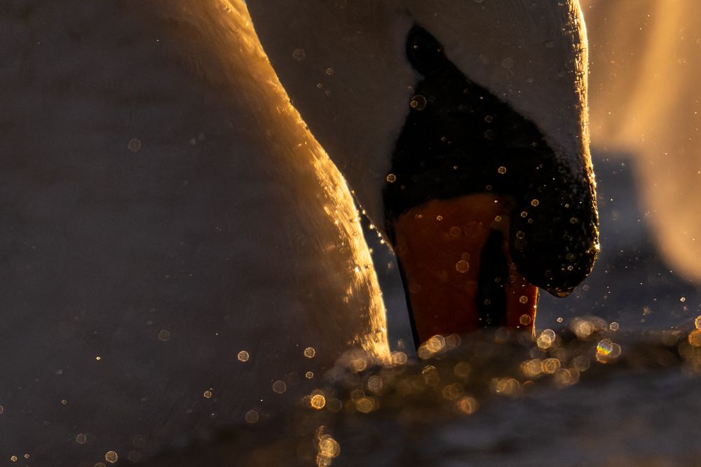 Knöpfe und Fokus- und Zoomring des Nikon Z 800mm f/6.3.