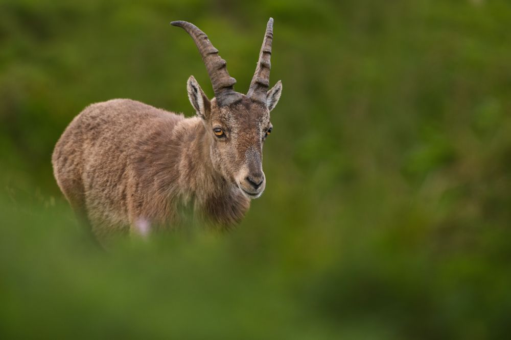 Beispielfotos mit dem Nikon Z 70-200mm f/2.8.