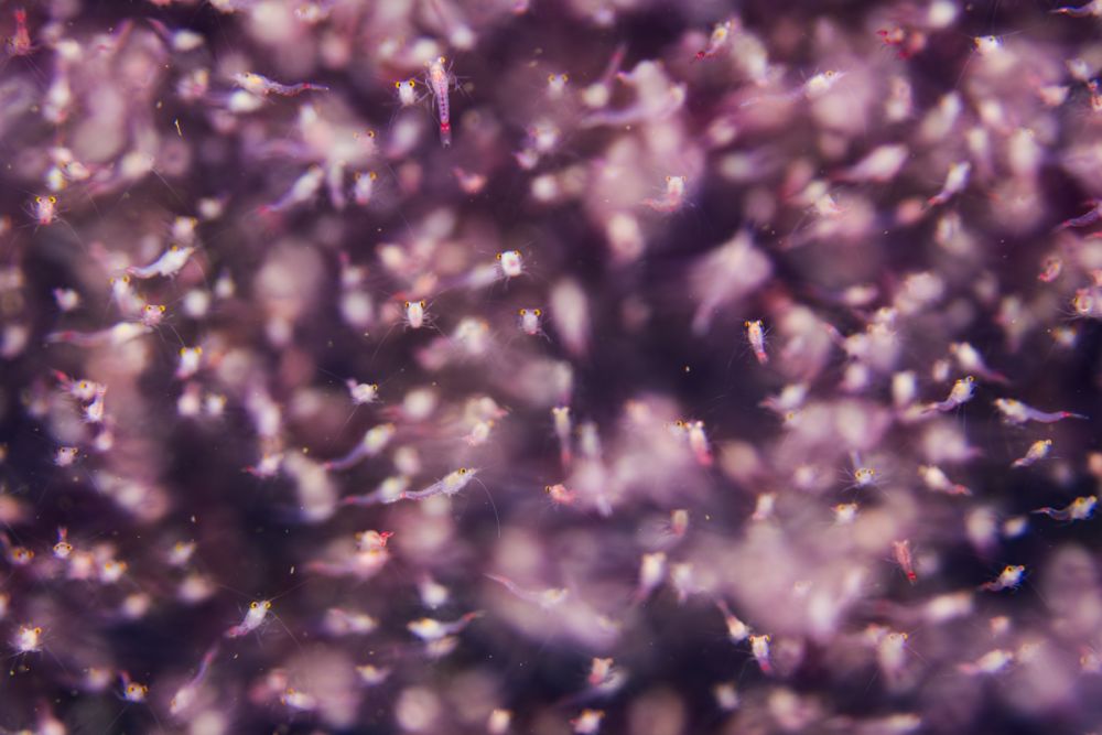 Beispielfotos mit dem Nikon Z 180-600 5.6-6.3.