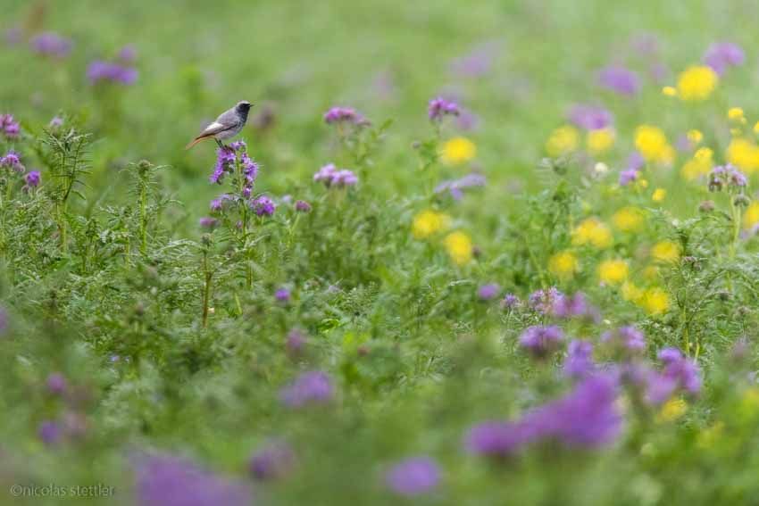 A black redstart in a beautiful meadow.