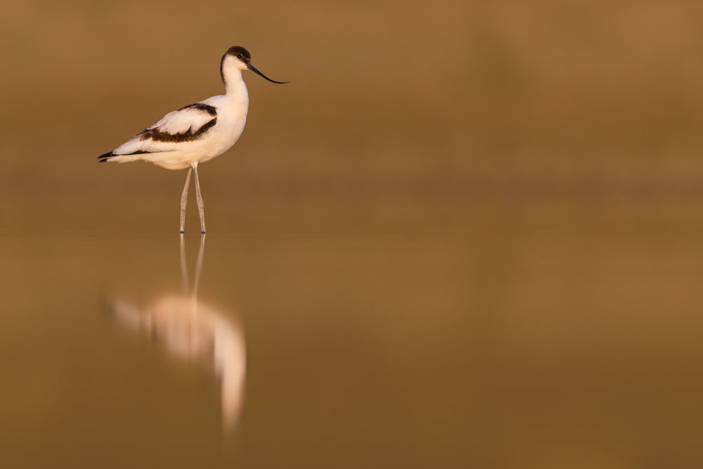 Ein Sterntaucher bei Mitternachtssonne auf einem kleinen See.