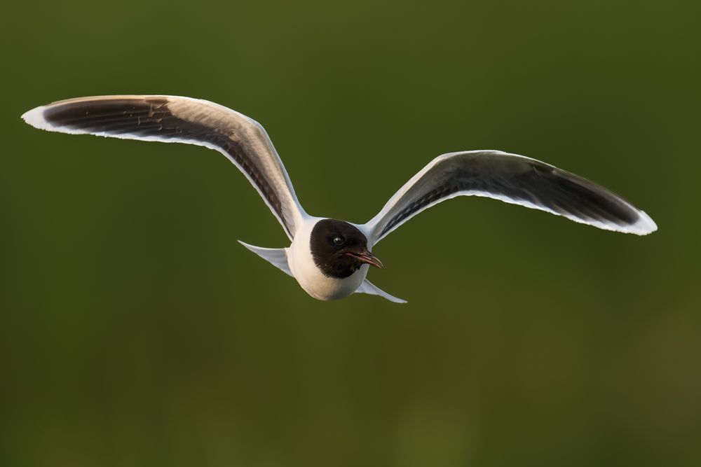 Eine Zwergmöwe fliegt auf die Kamera zu.