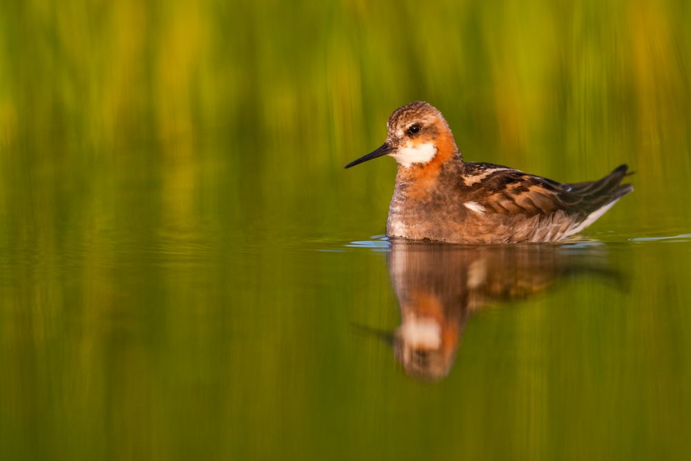Ein Odinshühnchen auf Røst vor grünem Hintergrund.