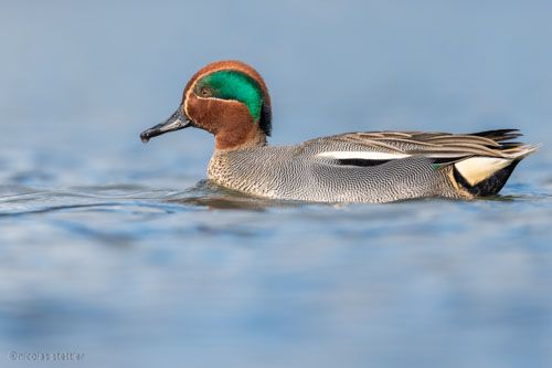 Bestimmung der männlichen Krickente.