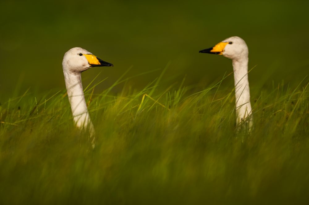 Graureiher im Flug