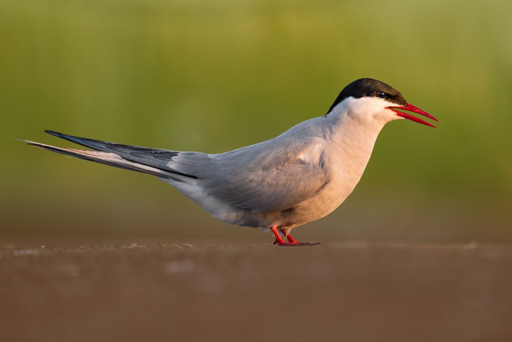 Eine Küstenseeschwalbe bei Sonnenuntergang.