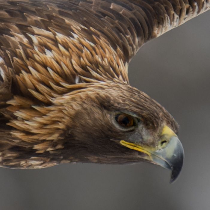 Knöpfe und Fokus- und Zoomring des Nikon Z 800mm f/6.3.