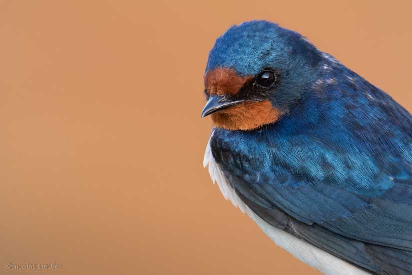 Eine Rauchschwalbe ruht sich im Hafengelände aus.