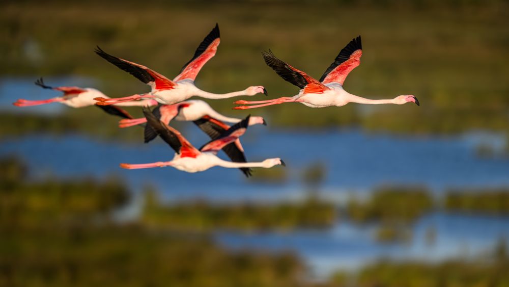 Flamingos im Flug über einem Feuchtgebiet der Camargue.