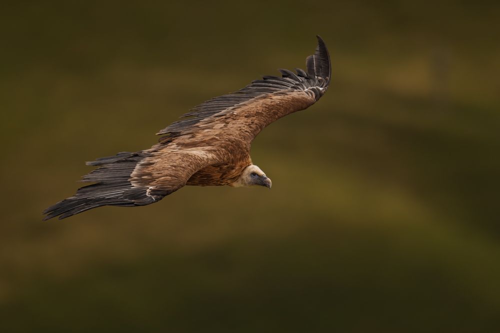 Ein Gänsegeier im Berner Oberland.