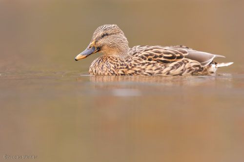 Bestimmung der weiblichen Stockente.