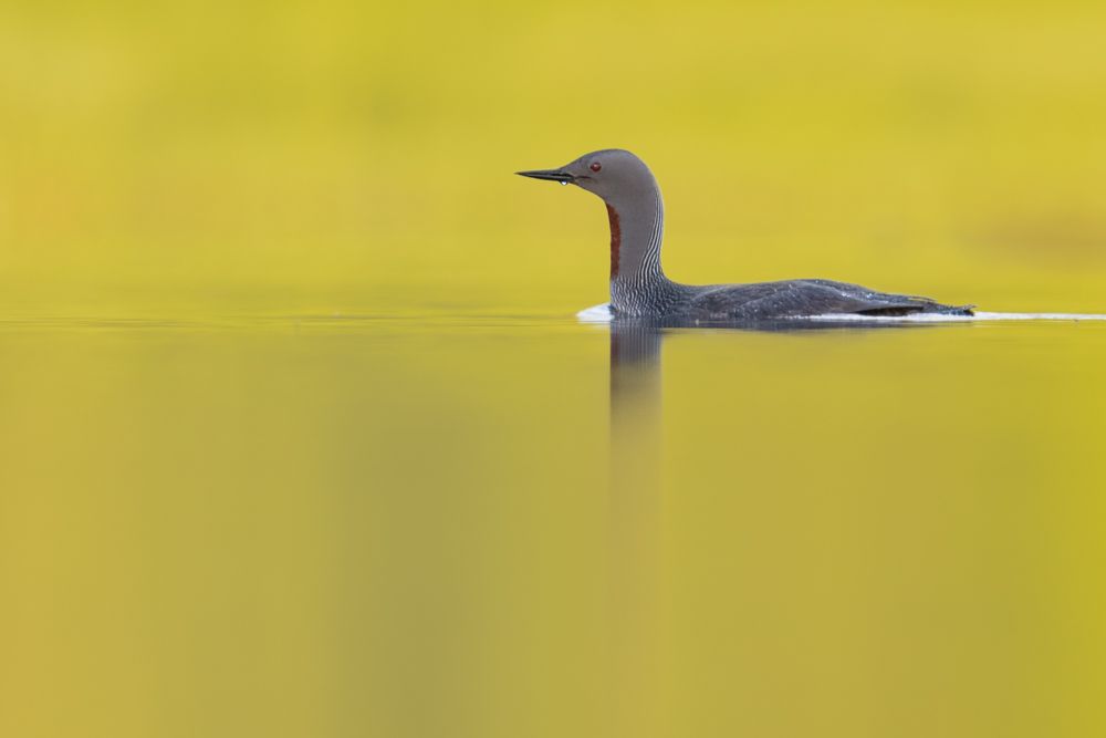 Ein Sterntaucher bei Mitternachtssonne auf einem kleinen See.