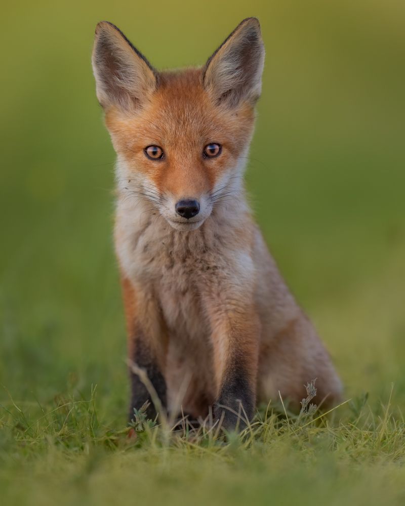 Ein junger Rotfuchs in einem grünen Rasen.