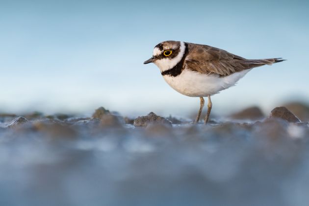Beispielfotos von der Neusiedlersee Reise mit Birdingtours und Nikon.