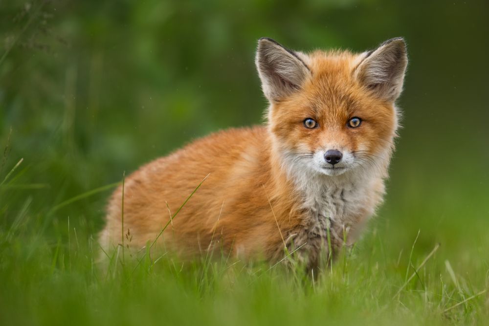 Ein Foto von einem jungen neugierigen Rotfuchs.