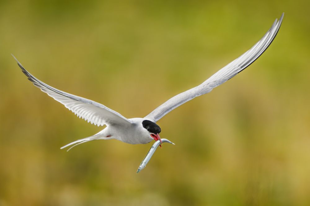 Graureiher im Flug
