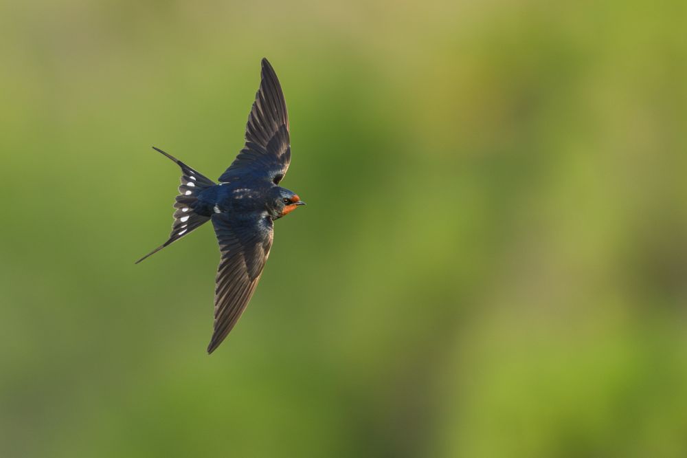 Graureiher im Flug