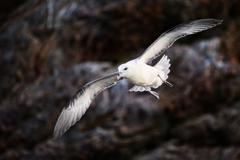 Graureiher im Flug
