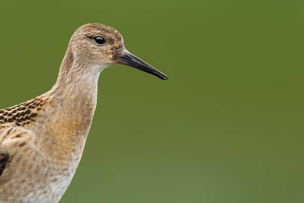 Ein Sterntaucher bei Mitternachtssonne auf einem kleinen See.