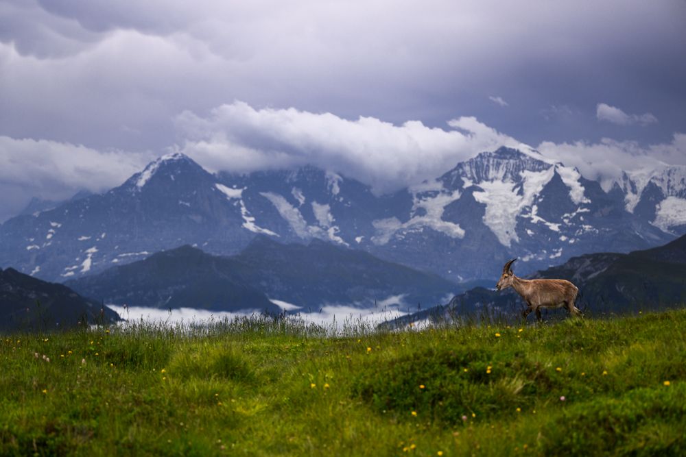Beispielfotos mit dem Nikon Z 70-200mm f/2.8.