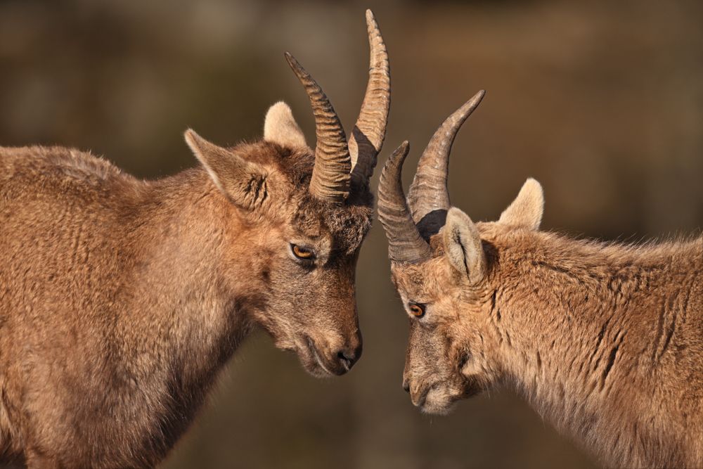 Beispielfotos mit dem Nikon Z 180-600 5.6-6.3.